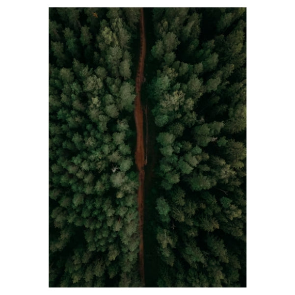 Birds Eye Forest View