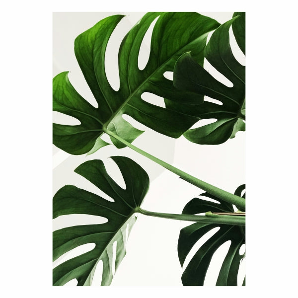Green Leaves- A1 Poster