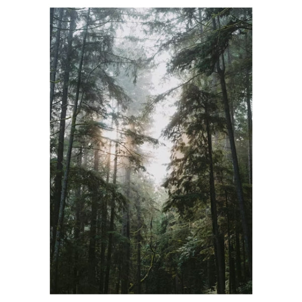 Misty Forest View