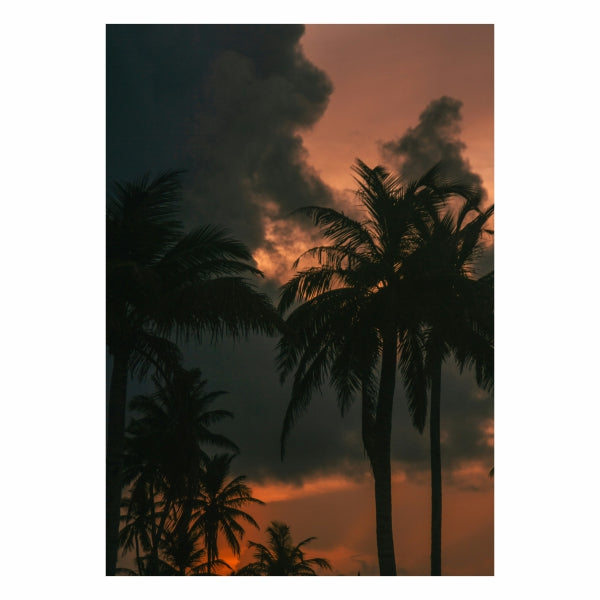 Palmtrees Sunset