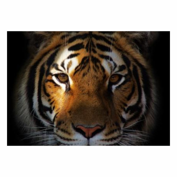 Tiger Predator