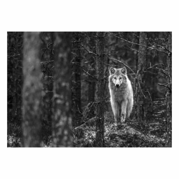 Wolf Walking In Jungle