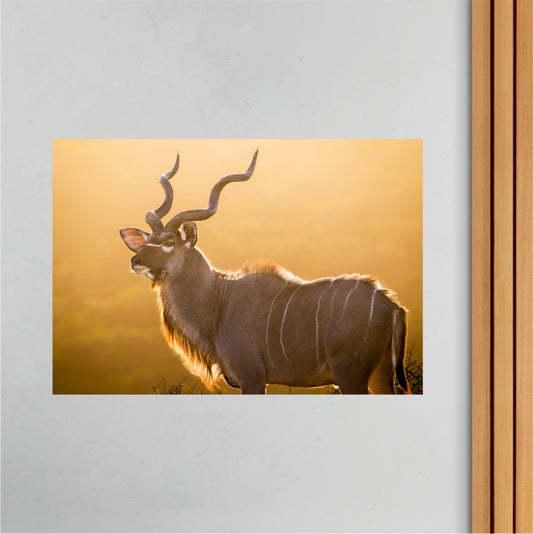 Africa Kudu Poster