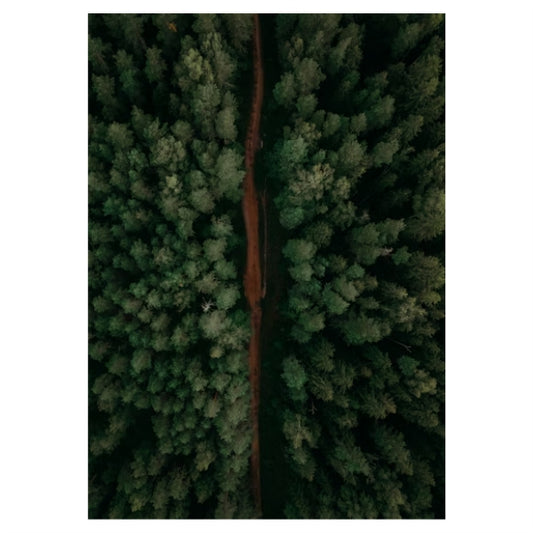 Birds Eye Forest View