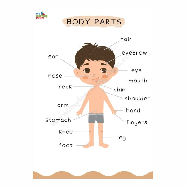 Body Parts