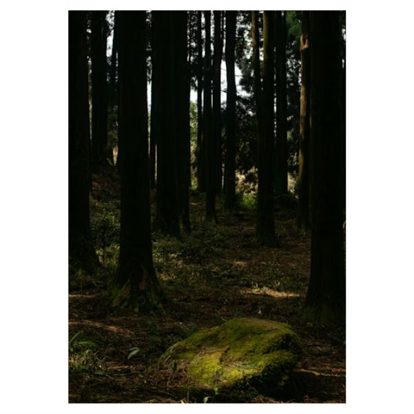 Dark Forest