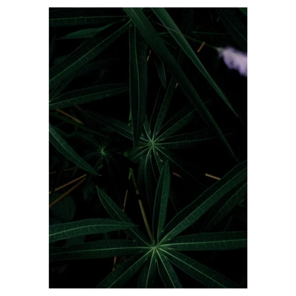 Dark Plant Background