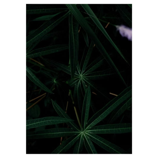 Dark Plant Background