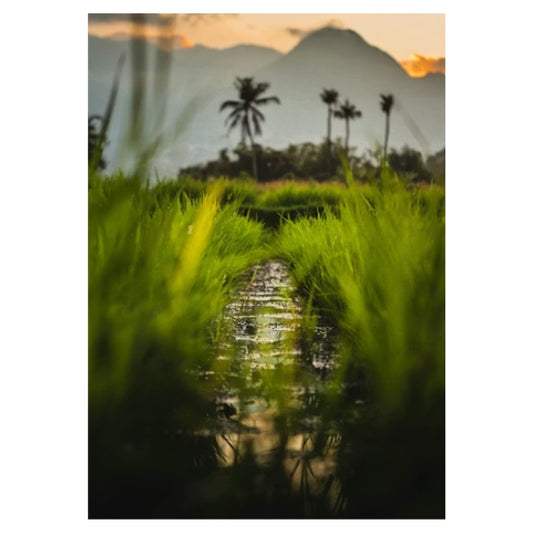 Mountain View Through Blades of Grass