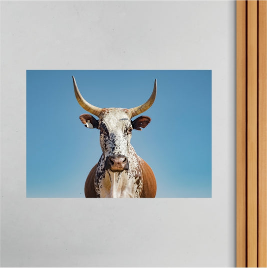 Nguni Cow Clear Sky Poster