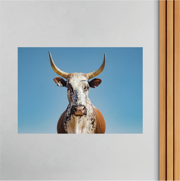 Nguni Cow Clear Sky Poster