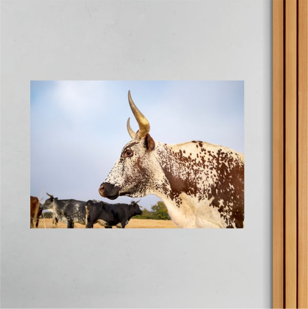 Nguni Cow Sunrise Poster - CreateSA