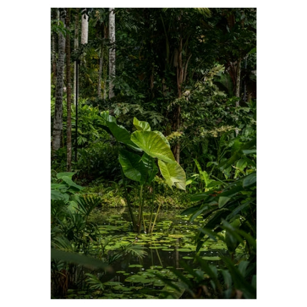 Pond  Fern