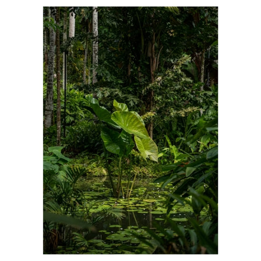 Pond  Fern