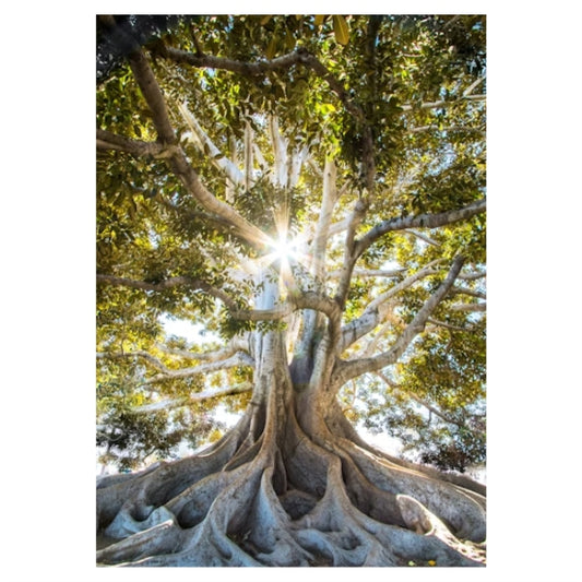 Sunlight Beams Through Tree