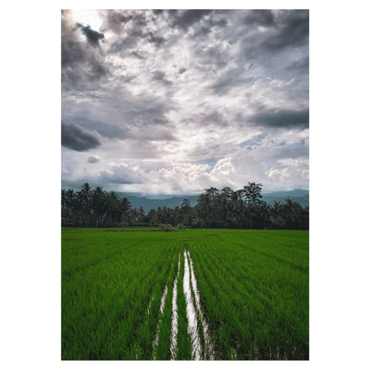 Wet Farmland View